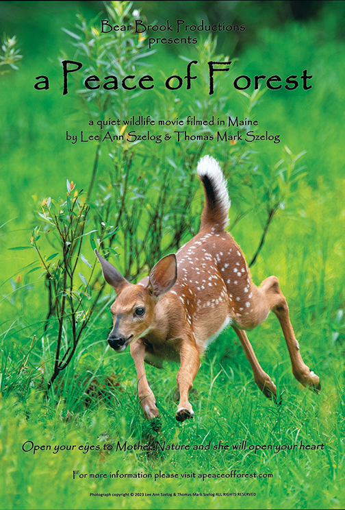 a Peace of Forest  poster
