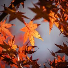 Everything You Need to Do This Fall at O’Neil Cinemas