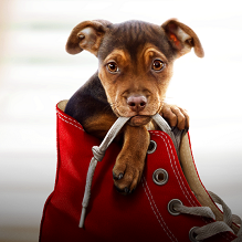 10 Cutest Canines from Your Favorite Dog Movies