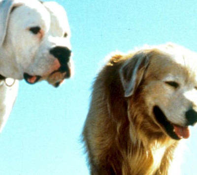 10 Cutest Canines From Your Favorite Dog Movies